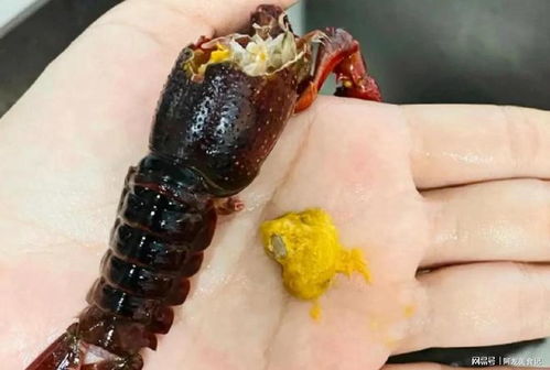 吃小龙虾时,虾头里的黄是 虾屎 还是 虾卵 很多人都搞错了