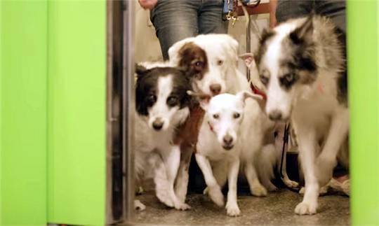 在带狗上班日的这一天,美国一家公司找来一堆狗狗给员工减压