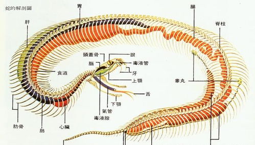 打蛇为什么说打七寸,为什么不打头,把头打烂,既没毒牙,又安全