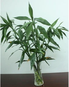 关于水竹的养殖 