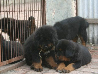 图 藏獒多少钱 哪里有卖藏獒的 沧州宠物狗 沧州列表网 