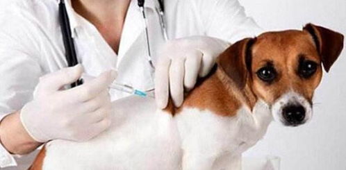 狗狗便血有5种原因 了解清楚才能对症治疗