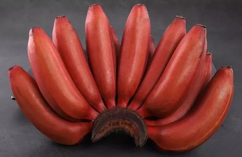 世界稀有的红皮香蕉,2年才结一次果,你吃过吗