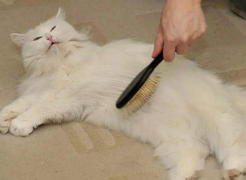 你家的猫掉毛严重么