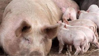 母猪生下小猪怎么打疫苗,我家的肉猪的了感染了口蹄疫母猪生了小猪,小猪该怎么预防?爱问知