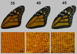 研究发现蝴蝶的翅膀颜色越深飞行速度越快 