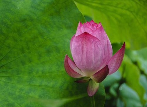 6月16日开始,鸿运当头,4属相桃花朵朵,财源滚滚,日子喜洋洋