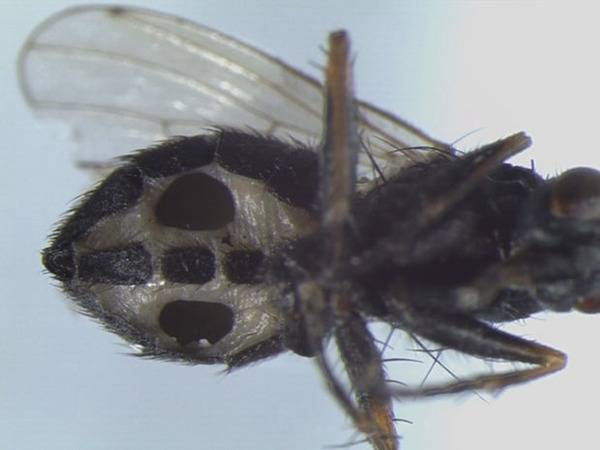 丹麦科学家发现两种真菌可令苍蝇变成丧尸
