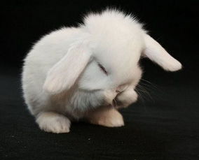 晚上梦见兔子是想说明什么 是个什么意思 