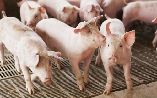 为啥美国很少吃猪肉,却成猪肉出口大国 看他们杀猪方法就明白了