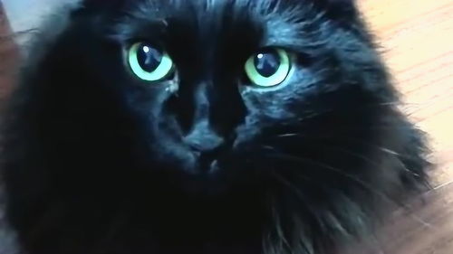 这只猫真是稀有品种,看这满身发亮的黑猫,想不到最让人惊讶的是这个 