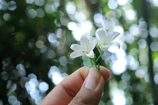 孝雅之花，芬芳满径，孝雅故事200