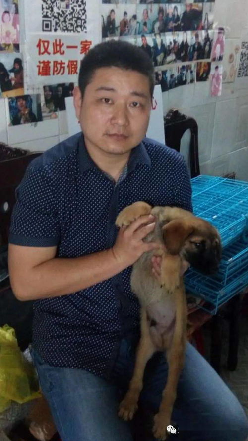 上海宠物救助站 上海宠物领养站 上海流浪狗救助站 上海流浪猫救助站 我们收养的几百只流浪狗猫免费赠送 求转 让收养的狗猫尽快有家