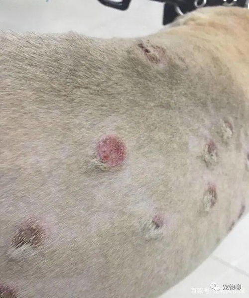 兽医提醒 宠物狗狗猫咪常见的皮肤病 脓皮症,该如何应对