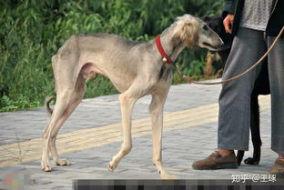 中国本土犬品种大全 