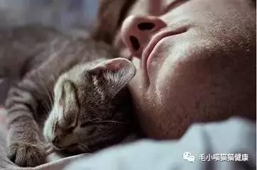 我一大男人养猫怎么了 碍着你了吗 