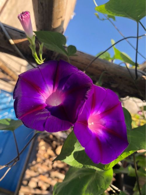 院子门口种棵花,5月开花正盛,风一吹满院子香味