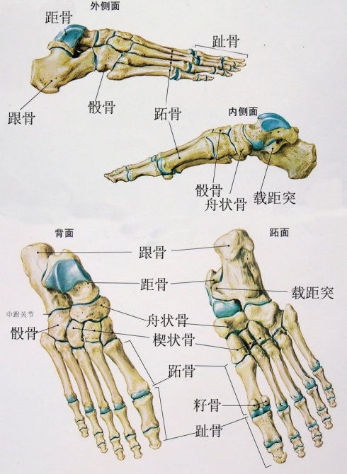 完整足部骨骼结构图 搜狗图片搜索