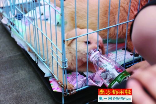 这10个地点可免费办 狗证 打狂犬疫苗