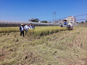 2019年梧州市农作物生态区域动态监测项目顺利完成