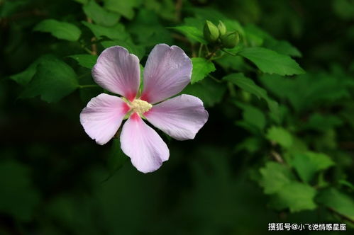 1月中旬,一旦有追求的对象,爱情很有可能开花结果的4个星座