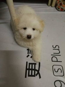 捡到一只小白狗,耳朵颜色有点范黄,身上都是白色,请问这是什么狗 