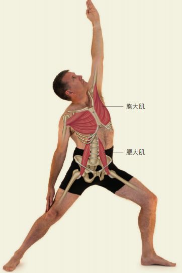 如何缓解因久坐导致的腰背部肌肉酸痛 秘诀竟然是...