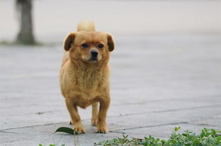国内饲养最多的狗狗,中华田园犬,受人欢迎的5个理由