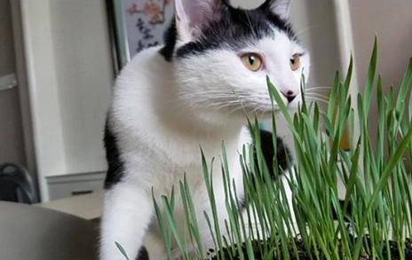 猫咪为什么喜欢吃草 别担心,猫咪吃草有这6点好处