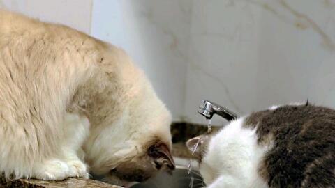 小猫咪学布偶猫喝自来水,主人 你是洗头还是喝水,笑翻了