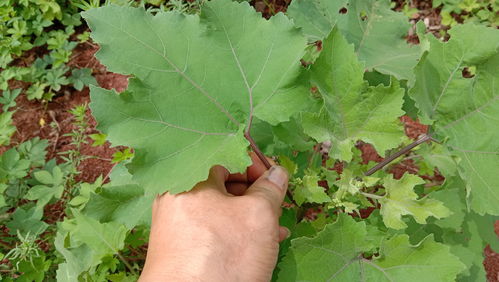 含羞草煮水作用与功效,含羞草能治什么病？