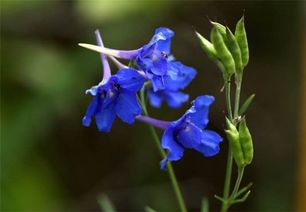翠雀的养护方法,有毒的蓝色花有哪些？
