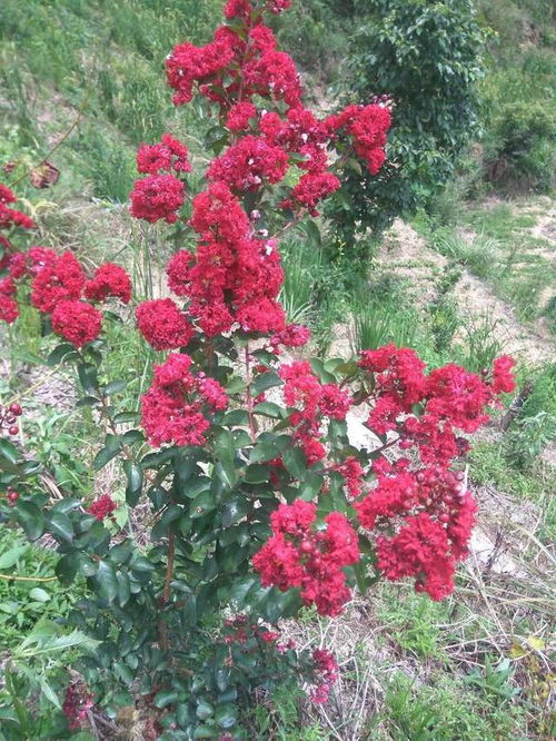 常见木本花卉 紫薇