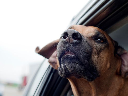 宠物狗坐副驾罚款又扣分,司机们都懵了