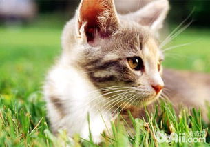 猫咪焦虑的表现有哪些 什么原因导致猫咪焦虑