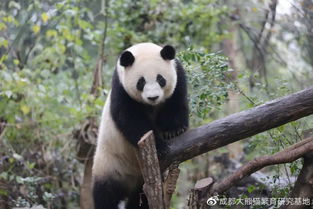 有视频 刚到南宁动物园的大熊猫长这样 来日报哥这抢先看