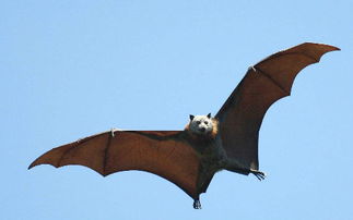 家里飞进蝙蝠风水怎么样 赶走它们该用什么招