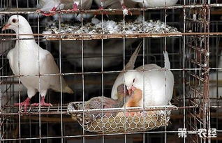 白鸽养殖技术 白鸽该如何正确喂养