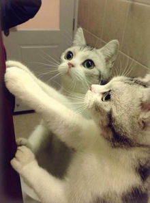 避免猫咪患毛球症该怎么办 猫咪毛球症是什么 