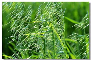 燕麦草是什么草,燕麦草的种植