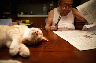 这只橘色小猫治愈了病重老人的心灵
