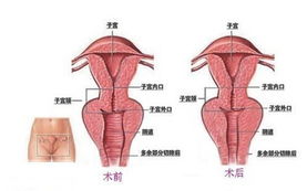 阴道松驰该怎么办？