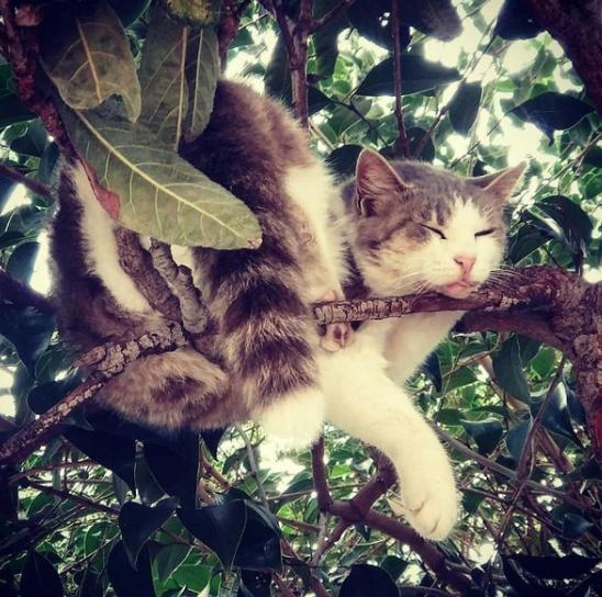 如果树上睡觉是一门艺术,那猫就是真正的艺术家