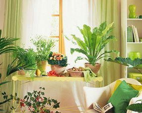 在睡房里放植物对身体好吗