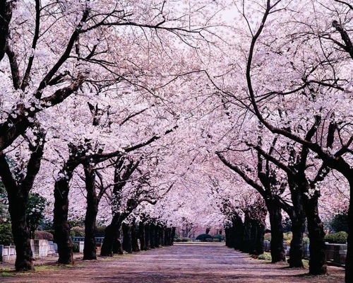 春有樱花漫山,秋有红枫遍野,美丽不过札幌圆山公园