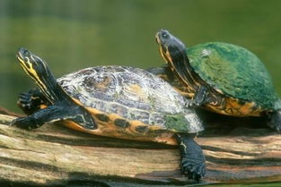 乌龟的寿命一般有多长