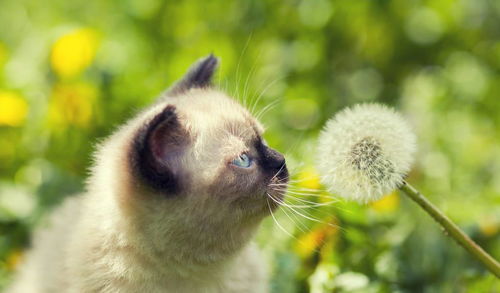 养猫的屋子不能乱种花,5种花对猫很危险,杜鹃花是猫的砒霜