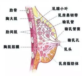 急性乳腺炎 传统疗法见奇效 