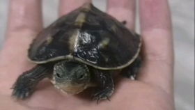 母花龟能长多大？