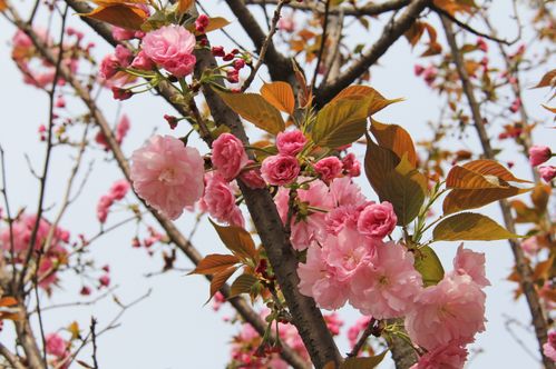 近期这4大星座或会桃花朵朵开,旧爱回头,拥有一段美好爱情